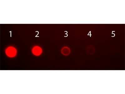 Dot Blot: Rabbit anti-Human IgA Heavy Chain Secondary Antibody [FITC] [NBP1-73312] - Antigen: Human IgA. Load: Lane 1 - 50  ng Lane 2 - 16.67  ng Lane 3 - 5.56  ng Lane 4 - 1.85  ng Lane 5 - 0.62  ng.  Incubated for 1hr at RT; blocked for 60 min at RT.